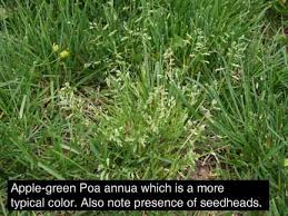 Image result for Poa