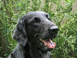 Image result for flat coated retrívr