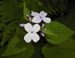 Der kruziferen, kräuter mit großen, violetten blüten. Datei Lunaria Rediviva 2015 06 01 Ob 122 Jpg Wikipedia