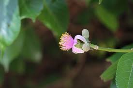 Image result for Grewia glandulosa