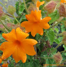 Image result for Thunbergia vogeliana