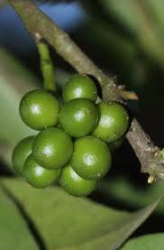 Image result for Huberantha mossambicensis