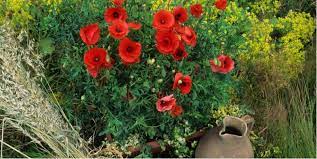 While you're waiting for the seeds to sprout, keep them in a warm spot with indirect sunlight. Growing Poppies In Pots Containers Care Guide Tips Pyracantha Co Uk