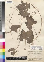 Image result for Gerrardanthus lobatus