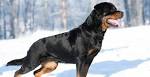 Rottweiler For Sale | Rottweiler Puppies - Euro Puppy