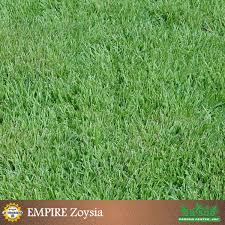 Visually, empire is an extremely attractive turf grass for any landscaping job. Empire Zoysia Tampa Bay Sod 813 936 5081 Zoysia Grass Turf Hardscape Front Yard
