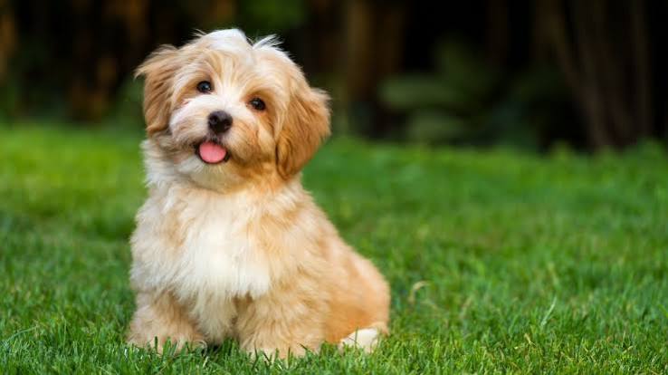 Bộ sưu tập hình ảnh về con chó hài hước, dễ thương, ngầu