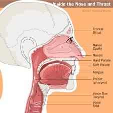 Frontal (pink), ethmoid (yellow), maxillary (green) and sphenoid (purple). Anatomy And The Human Blockhead Anatomy Of The Nasal Cavity Howstuffworks