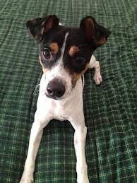 The Rat Terrier Dog Findgreatdogs Rat Terrier Dogs Rat Terriers Terrier