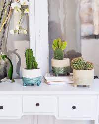 Se diferencian en que estos no llevan espinas. Sorpresa Hay Diferencia Entre Cactus Y Suculentas Blog Colvin