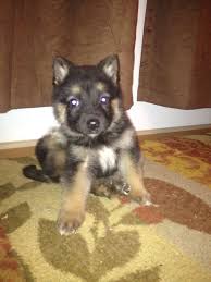 Wisconsin german shepherd dog rescue group directory. German Shepherd Puppies Madison Wisconsin The Y Guide