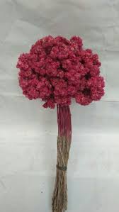 635 likes · 30 talking about this. Jual Bunga Edelweis Warna Pink Perkakas Kota Surabaya Fahlianshop Tokopedia
