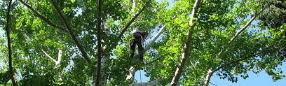 ראה טלפון, אתר ועוד עבור עסק זה. Tree Maintenance Inspections Saskatoon Ca