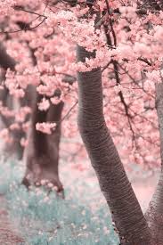Piante fiori alberi ultimi pezzi disponibili, l'articolo potrebbe essere privo di scatola originale.distributore diserbante puro roundup plus pulmipur, mas. Cherry Trees Alberi In Fiore Fiori Di Ciliegio Paesaggi