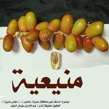 انواع التمور بالصور palm fruit date palm fruit fruit