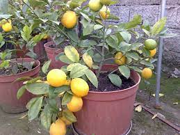 Bu metot, uygun şartlarda bir limon ağacından alınacak çeliği olan bir dalın özel şartlarda dikilip köklendirilmesiyle elde edilen fidanla yapılır. Saksida Limon Agaci Turleri Ve Ozellikleri Agac Gen Tr