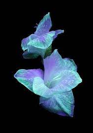 We did not find results for: Pin By Linda B Trimmer On In The Name Of Marriage Glowing Flowers Dark Flowers Flower Places
