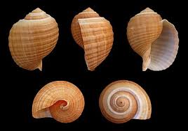 Image result for Galeomma