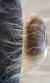 Hair Extensions On Thin Fine Hair