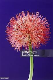 Image result for Scadoxus multiflorus