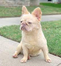 One thing every french bulldog puppy has in common is its cuddly, warm nature. Fluffy Frenchie Are Long Haired French Bulldogs Purebred