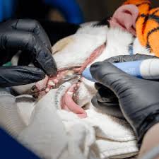 Offer not valid on services, gift cards, gift certificates, previous purchases, charitable donations. Pet Dental Care Near Me 98682 East Padden Animal Hospital