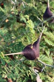 Image result for Acacia borleae