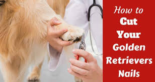 Put the nail clippers away and gently hold your dog's paw until it gets calm. How To Cut Your Golden Retriever S Nails Totallygoldens