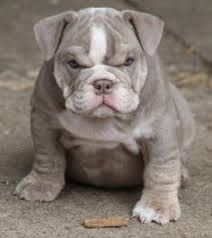 High to low nearest first. 7 Best French Bulldog Mix Pitbull Ideas Bulldog French Bulldog Mix French Bulldog