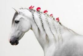 في العصور القديمة والوسطى كان الخيل هو الحيوان الاغلى عند البشر لانه الوسيلة الوحيدة للركوب والوصول الى مسافات طويلة فهو حيوان horses horse braiding horse mane