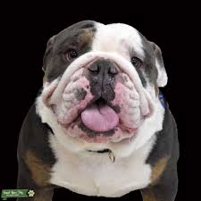 Not only is the bulldog breed one of the most adorable on the planet. Stud Dog Certified Tri Color Lilac English Bulldog Breed Your Dog