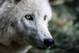 With this delivery model, we pair a team of our security operations experts directly with your it or security staff. 300 Free Wolves Wolf Images