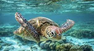 What is the largest fish in the world? What Dictates The Sex Of A Green Sea Trivia Questions Quizzclub