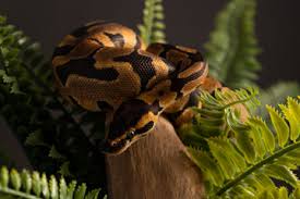 More images for how often does a ball python shed » How Often Do Ball Pythons Shed Information Website