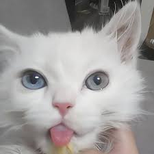 The Rainbow Bridge 🌈