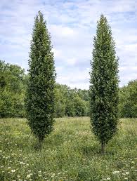 Image result for Quercus palustris