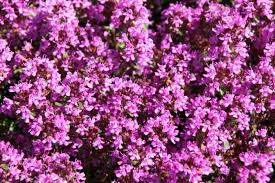 La lucina è uno dei tipi di farfalle tipici della spagna, anche se si possono incontrare anche in inghilterra. Fiori Fucsia Ampia Selezione Delle Specie Piu Note E Non Solo
