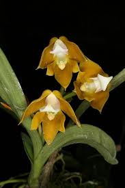 Image result for Polystachya campyloglossa