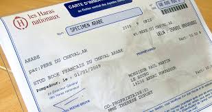 La vente est organisée par le haras de malleret. Achat D Un Cheval Comment Cela Se Passe