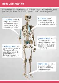 David lendvai department of anatomy, histology and embriology. Bone Classification Flipbook Pages 1 8 Flip Pdf Download Fliphtml5