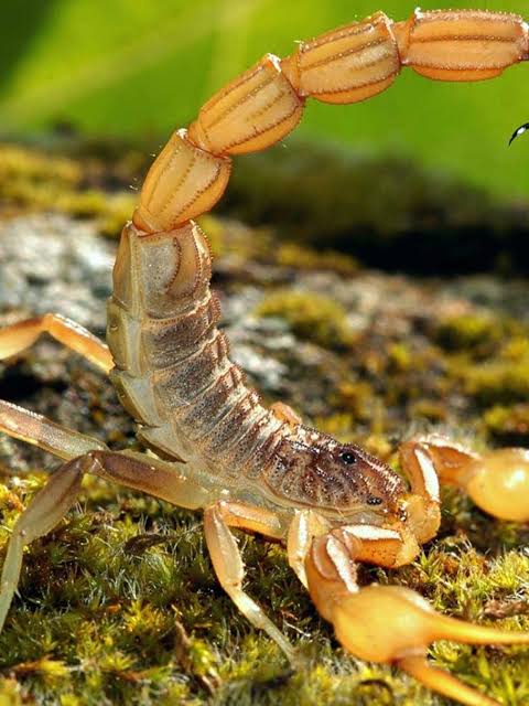 Scorpion | National Geographic Kids