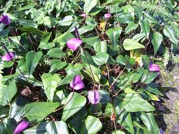 Anthurium Andreacola Anthurium Plant Anthurium Flower Anthurium