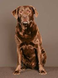 Maybe you would like to learn more about one of these? Der Labrador Das Mussen Sie Wissen Alles Wichtige
