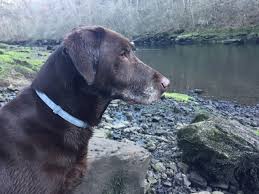 If any of you have used it and had positive or negative experiences that you'd be willing to share i'd love to hear them. Stamp Out Fleas Ticks And Lice With Seresto Hollywood Feed University