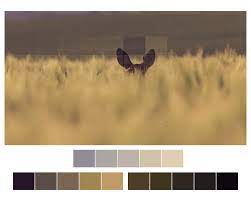 Color palettes inspired by plots in journals published by nature publishing group, such as nature reviews cancer. Amazing Nature Color Palettes