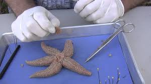 Starfish Dissection Dissection Biology Experiments Oceanography Lessons