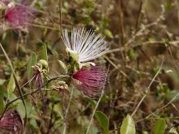 Image result for Capparis citrifolia