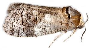 Image result for Cossus cossus