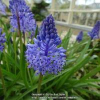 Image result for Merwilla lazulina