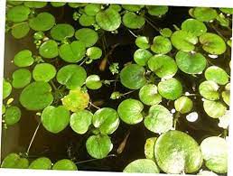 Bree 9 Aquarium Plants Small Amazon Frogbit Limnobium Laevigatum Live Aquarium Aquatic Floating Pla Floating Plants Planted Aquarium Artificial Aquarium Plants